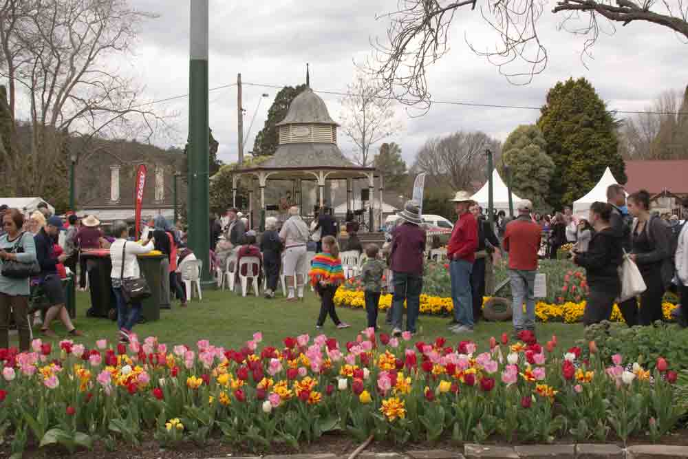 Bowral Tulips